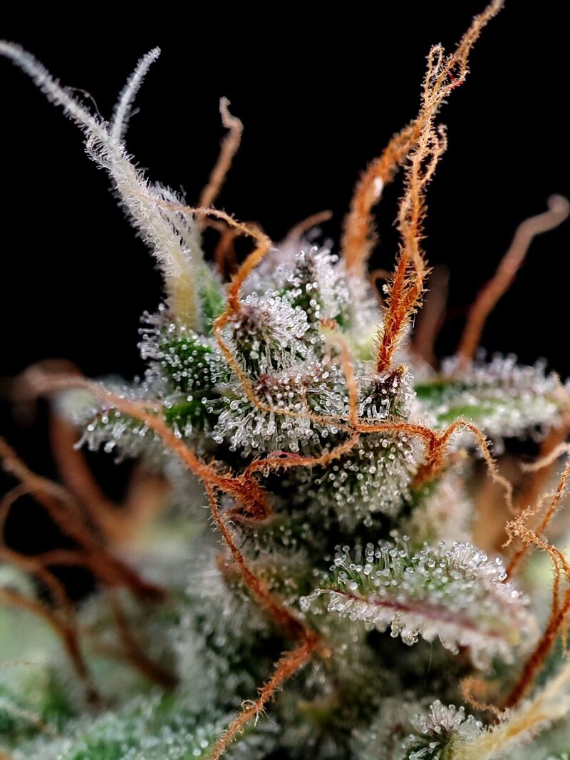 Guava Auto, Фасовка: 5, изображение 13